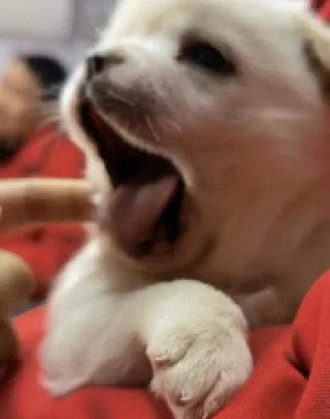 日斗优配 养狗五年像家人，性格长相全同步，你家毛孩像你吗？